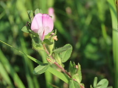 Ononis spinosa spinosa