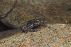 Taudactylus eungellensis