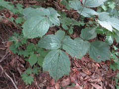 Clematis heracleifolia