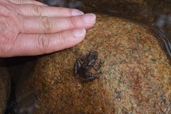 Taudactylus eungellensis