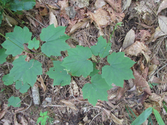 Ainsliaea acerifolia