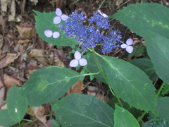 Hydrangea serrata