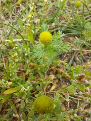 Matricaria discoidea