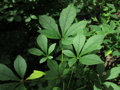 Eleutherococcus sessiliflorus