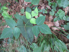 Hylodesmum podocarpum oxyphyllum