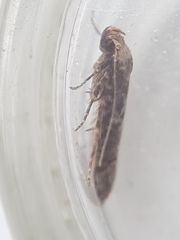 Blastobasis adustella