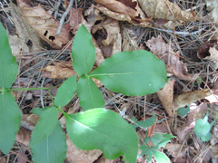 Atractylodes lancea