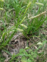 Carex cherokeensis