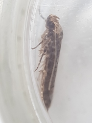 Blastobasis adustella