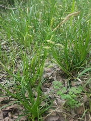 Carex cherokeensis