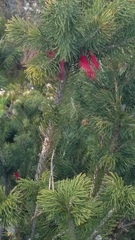 Melaleuca torulosa