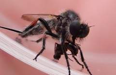 Leptarthrus brevirostris