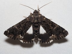 Catephia alchymista
