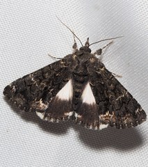 Catephia alchymista