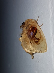 Arrhenophanes perspicilla