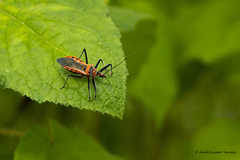 Rhynocoris fuscipes