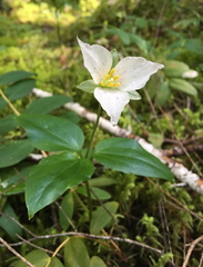 Pseudotrillium rivale