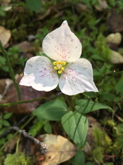 Pseudotrillium rivale