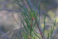 Hakea propinqua