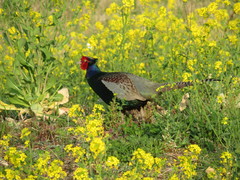 Phasianus versicolor