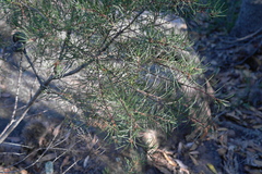 Hakea propinqua