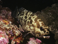 Epinephelus polyphekadion