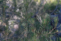 Hakea propinqua