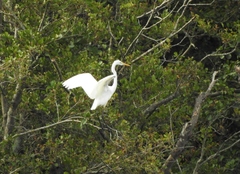 Ardea alba alba