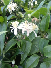 Clematis vitalba