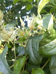 Clematis vitalba