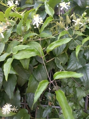 Clematis vitalba