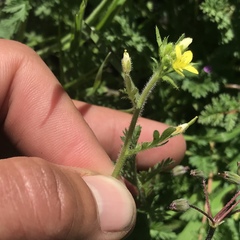 Tropidocarpum gracile