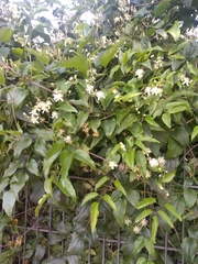 Clematis vitalba