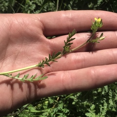 Tropidocarpum gracile