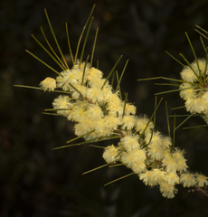 Acacia quadrilateralis