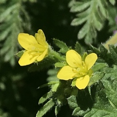 Tropidocarpum gracile