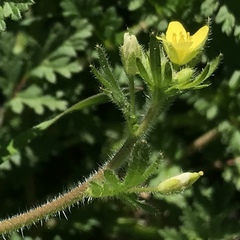 Tropidocarpum gracile