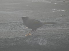 Trochalopteron elliotii