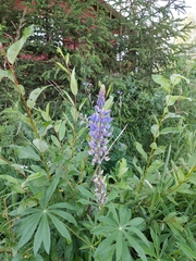 Lupinus polyphyllus