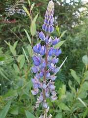 Lupinus polyphyllus