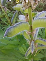Lupinus polyphyllus