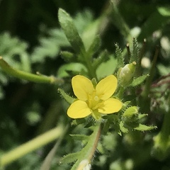 Tropidocarpum gracile