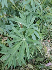 Lupinus polyphyllus