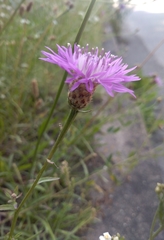 Centaurea