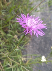 Centaurea