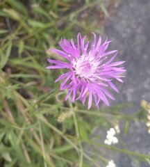 Centaurea