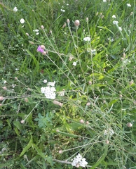 Centaurea