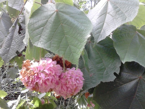 Dombeya × cayeuxii