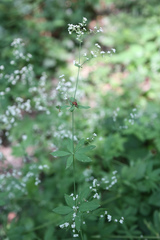 Galium sylvaticum