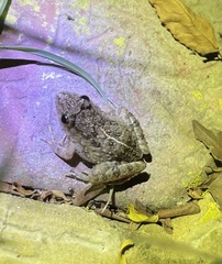 Minervarya syhadrensis